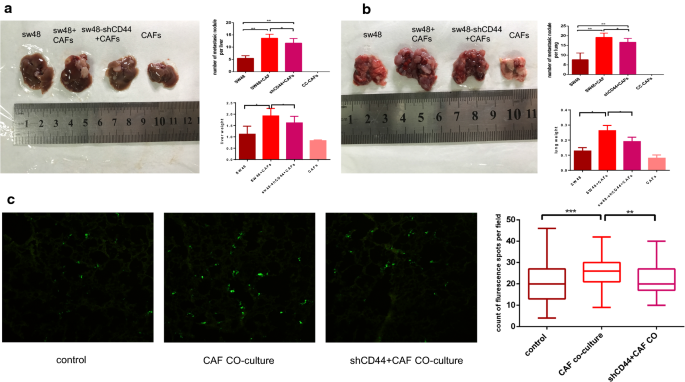 Human Colorectal Cancer Derived Carcinoma Associated Fibroblasts Promote Cd44 Mediated Adhesion Of Colorectal Cancer Cells To Endothelial Cells By Secretion Of Hgf Cancer Cell International Full Text Human Colorectal Cancer Derived Carcinoma Associated Fibroblasts Promote Cd44 Mediated Adhesion Of Colorectal Cancer Cells To Endothelial Cells By Secretion Of Hgf Cancer Cell International Full Text