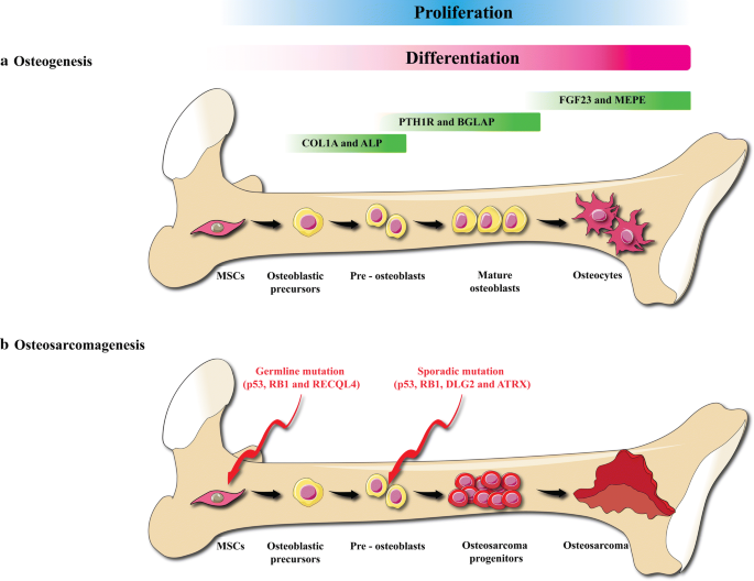 Melatonin An Anti Tumor Agent For Osteosarcoma Cancer Cell International Full Text