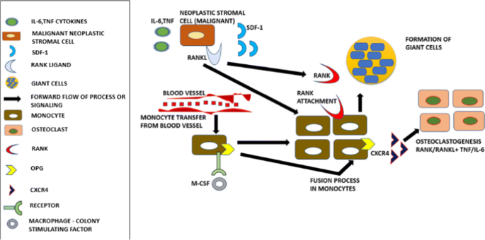 Monocyte progenitors give rise to multinucleated giant cells