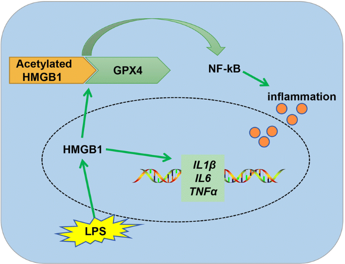 HMGB1 mediates lipopolysaccharide-induced inflammation via interacting with  GPX4 in colon cancer cells | Cancer Cell International | Full Text