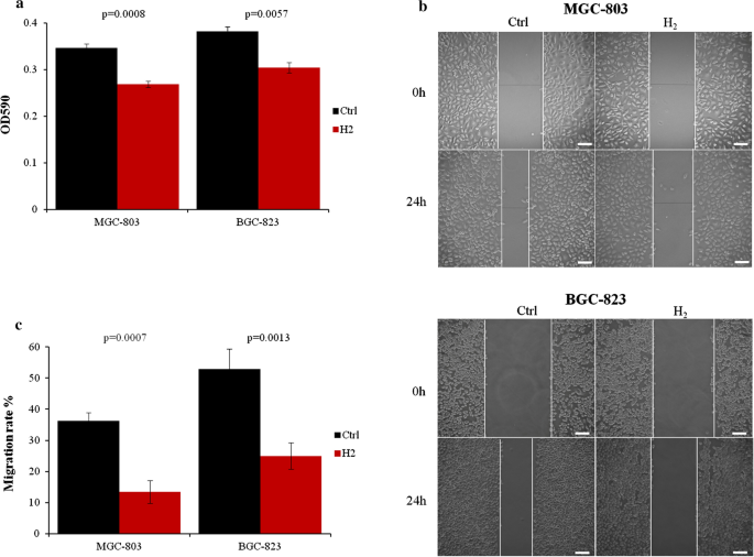 Wodór H2 hamuje proliferację i migrację komórek raka żołądka 2 rysunek 1