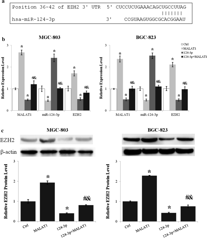 Wodór H2 hamuje proliferację i migrację komórek raka żołądka 6 rysunek 5