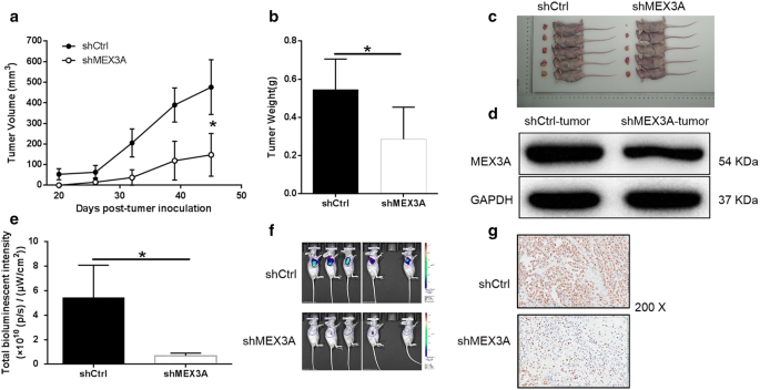 4. Knockdown of MEX3A inhibits tumor growth in mice xenograft models