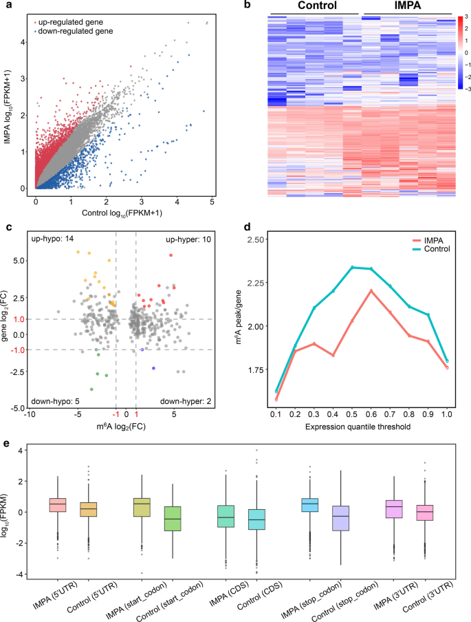 Motifs detected by DREME on the MeRIP-seq datasets