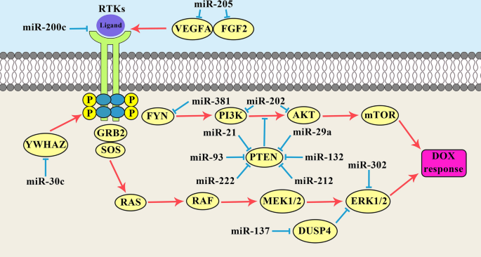 Micrornas As The Critical Regulators Of Doxorubicin Resistance In Breast Tumor Cells Springerlink