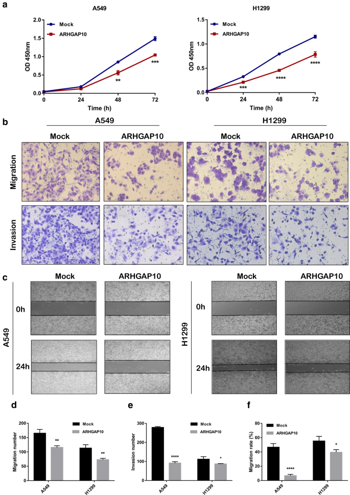 Arhgap10 Inhibits The Epithelial Mesenchymal Transition Of Non Small Cell Lung Cancer By Inactivating Pi3k Akt Gsk3b Signaling Pathway Cancer Cell International Full Text