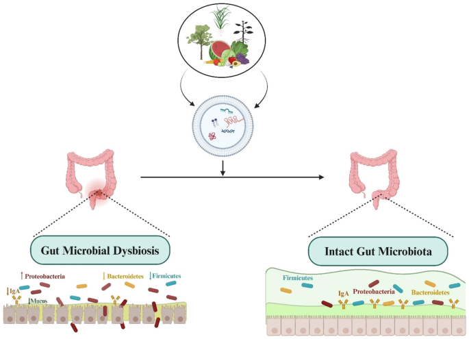 Frontiers  New Insights Into Microbiota Modulation-Based