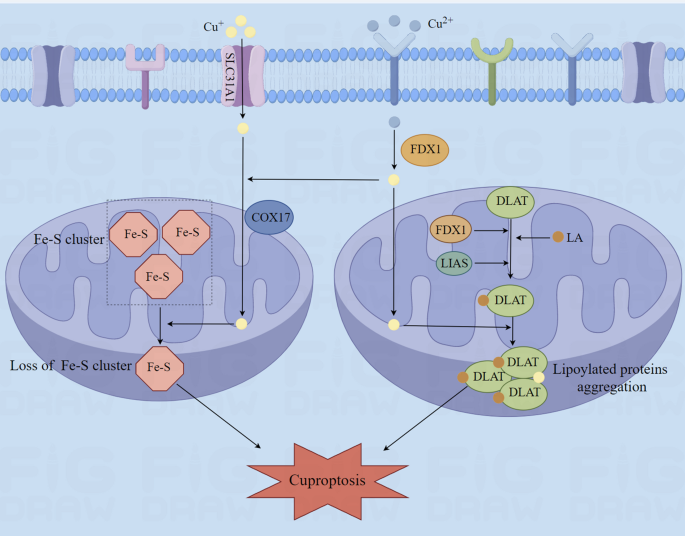 glutathione cuproptosis Crosstalk between ferroptosis and cuproptosis: From mechanism to potential clinical application Cuproptosis: Biomarkers, Mechanisms and Treatments