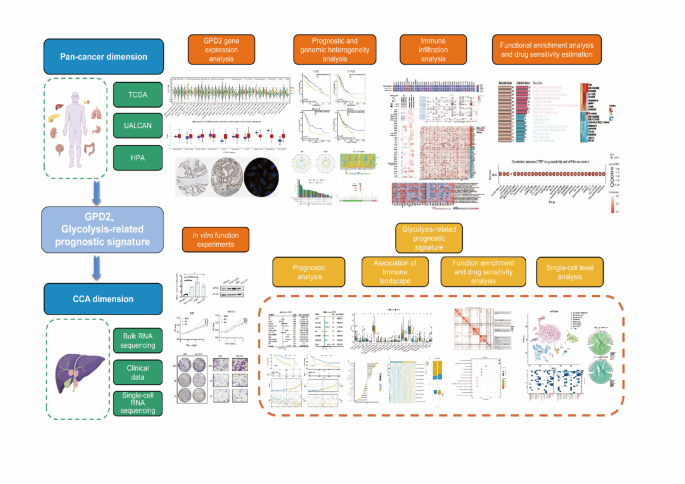 The role of GPD2 and glycolysis-related genes in cholangiocarcinoma ...