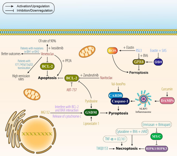 The multiplex crosstalk between non-coding RNAs, programmed cell death ...