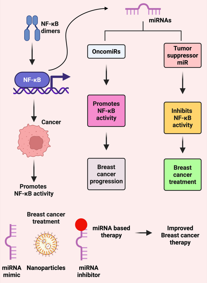 The dual facets of MiRNA in modulating NF-κB in breast cancer | Cancer ...
