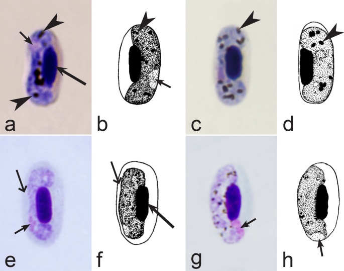 figure 28