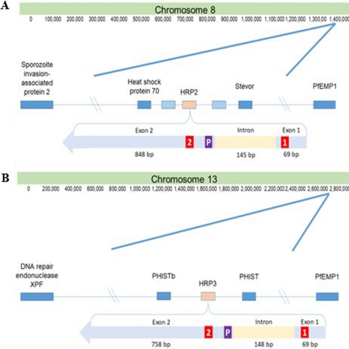 Schematic representations of the flanking regions of the target gene