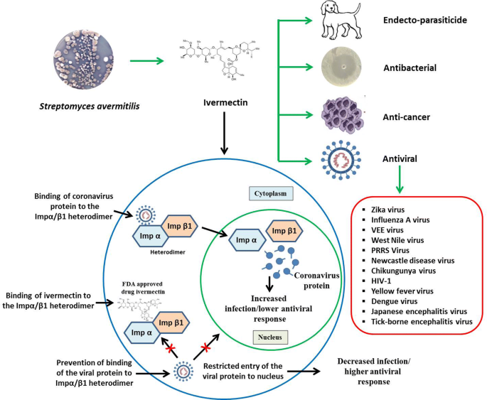 Covid studies ivermectin Can Ivermectin