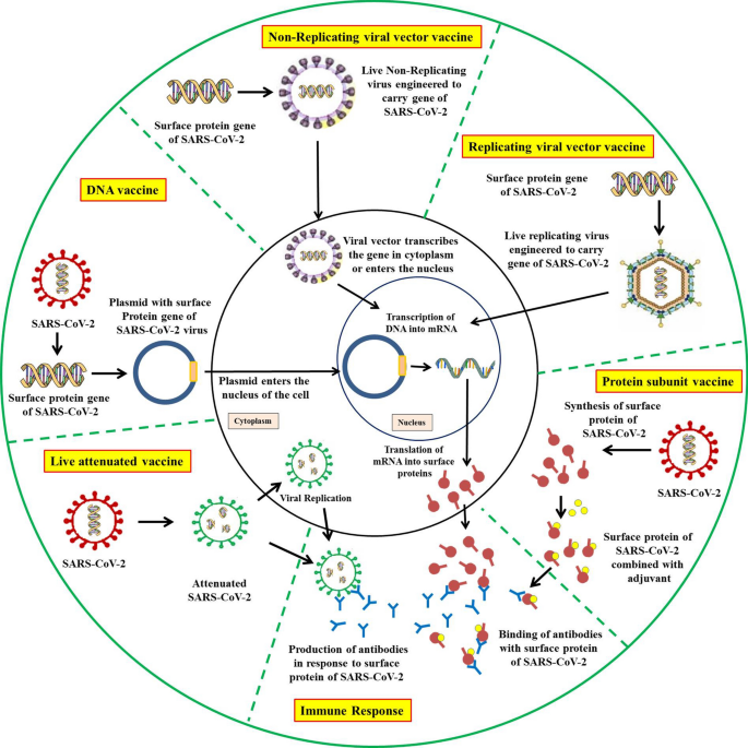 Sars Cov 2 Covid 19 And Advances In Developing Potential Therapeutics And Vaccines To Counter This Emerging Pandemic Annals Of Clinical Microbiology And Antimicrobials Full Text