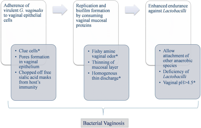 Microbiota In Vaginal Health And Pathogenesis Of Recurrent Vulvovaginal Infections A Critical Review Annals Of Clinical Microbiology And Antimicrobials Full Text