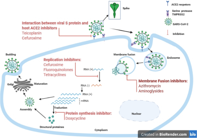 Repurposing of antibiotics for clinical management of COVID-19: a narrative  review | Annals of Clinical Microbiology and Antimicrobials | Full Text