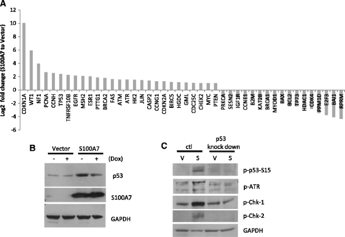 miR-29b defines the pro-/anti-proliferative effects of S100A7 in ...