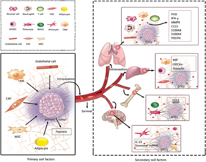 Factors Involved In Cancer Metastasis A Better Understanding To Seed And Soil Hypothesis Molecular Cancer Full Text