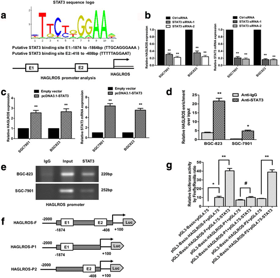 STAT3-induced lncRNA HAGLROS overexpression contributes to the malignant  progression of gastric cancer cells via mTOR signal-mediated inhibition of  autophagy | Molecular Cancer | Full Text