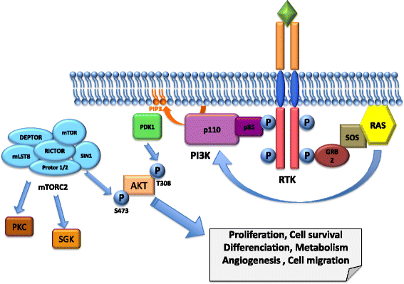 The role of RICTOR downstream of receptor tyrosine kinase in cancers |  Molecular Cancer | Full Text