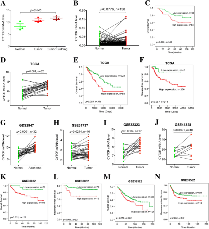 The Long Non Coding Rna Cytor Drives Colorectal Cancer Progression By Interacting With Ncl And Sam68 Molecular Cancer Full Text