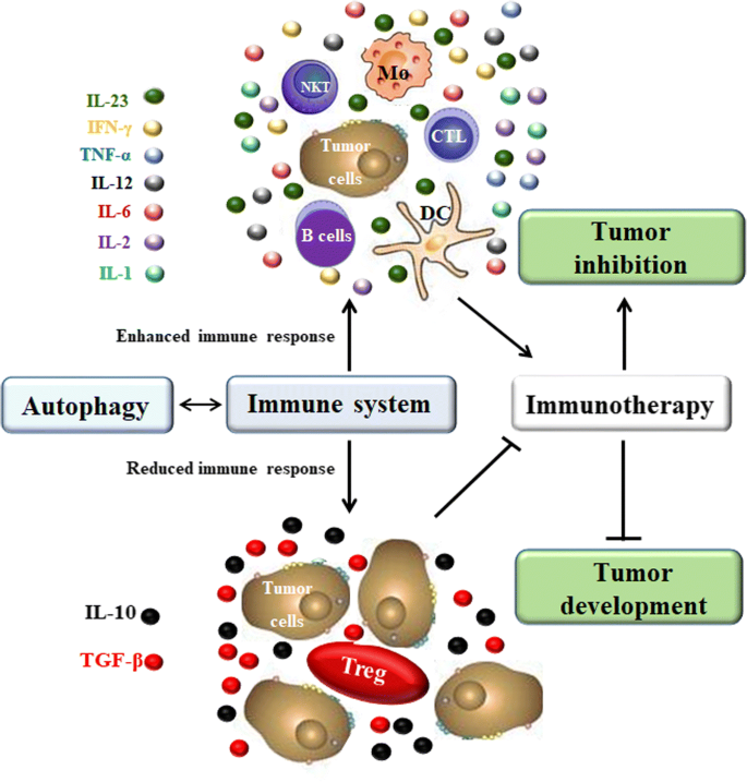 Full article: Interactions of Autophagy and the Immune System in Health and  Diseases