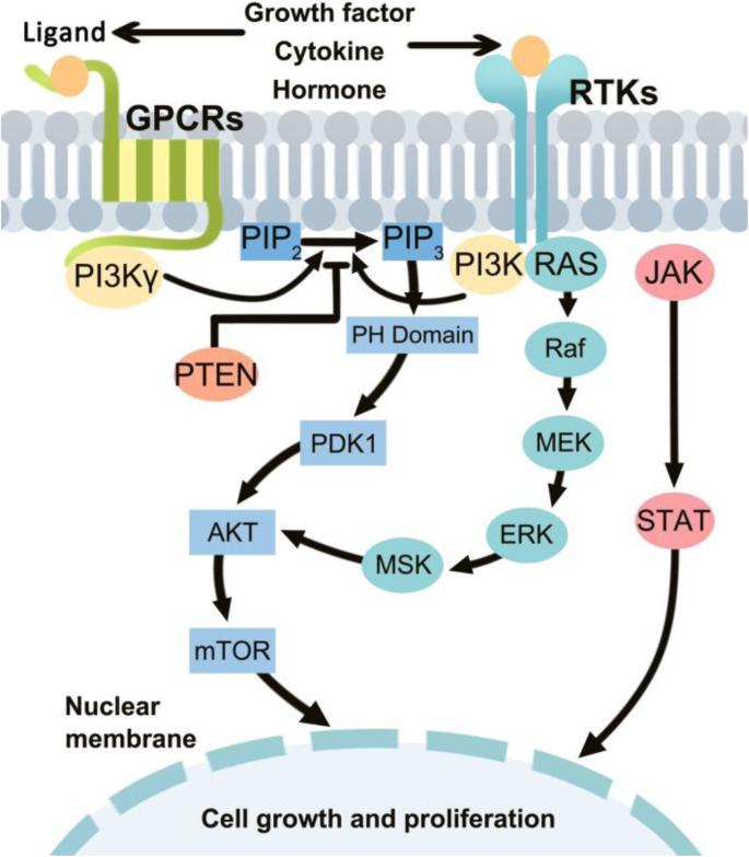 Targeting Pi3k In Cancer Mechanisms And Advances In Clinical Trials Molecular Cancer Full Text