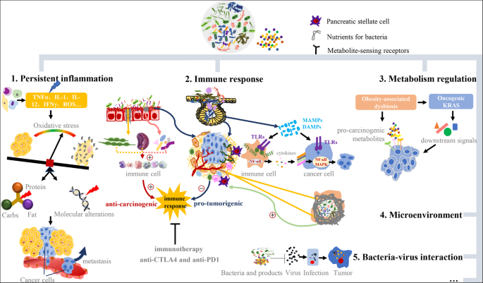 The Microbiota And Microbiome In Pancreatic Cancer More Influential Than Expected Molecular Cancer Full Text