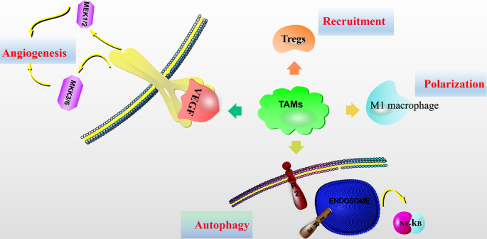 Current Perspectives On The Immunosuppressive Tumor Microenvironment In Hepatocellular Carcinoma Challenges And Opportunities Molecular Cancer Full Text