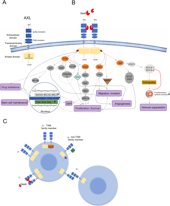 Axl Receptor Tyrosine Kinase As A Promising Anti Cancer Approach Functions Molecular Mechanisms And Clinical Applications Molecular Cancer Full Text