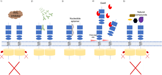 Axl Receptor Tyrosine Kinase As A Promising Anti Cancer Approach Functions Molecular Mechanisms And Clinical Applications Molecular Cancer Full Text