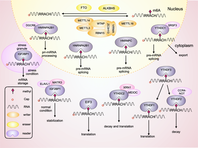 Functions Of N6 Methyladenosine And Its Role In Cancer Molecular Cancer Full Text