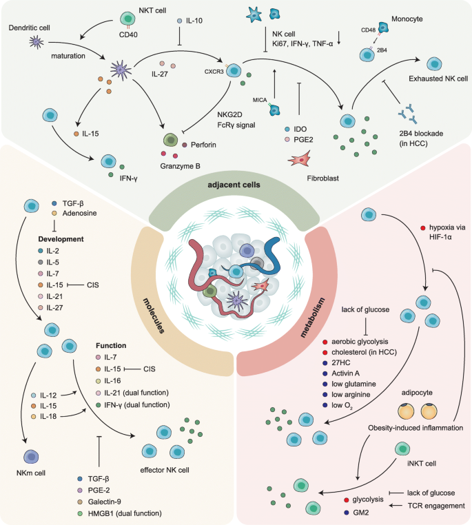 Natural killer cells in cancer biology and therapy | Molecular Cancer |  Full Text