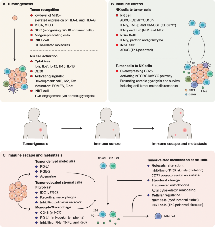 Natural Killer Cells In Cancer Biology And Therapy Molecular Cancer Full Text