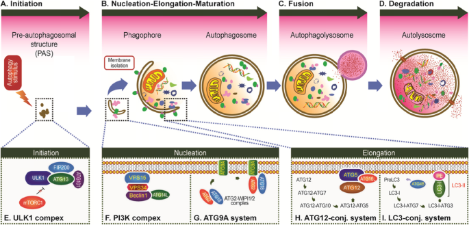 Autophagy And Autophagy Related Proteins In Cancer Molecular Cancer Full Text