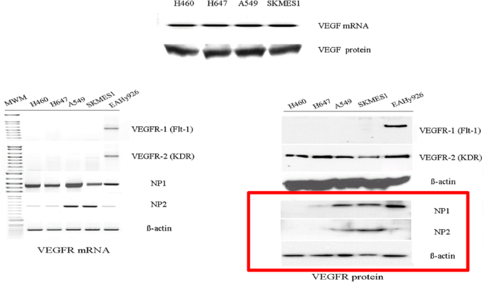 figure c