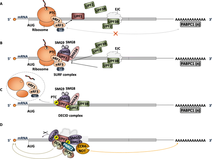 Nonsense Mediated Rna Decay And Its Bipolar Function In Cancer Molecular Cancer Full Text