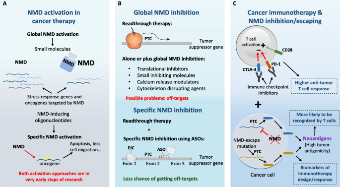 Nonsense Mediated Rna Decay And Its Bipolar Function In Cancer Molecular Cancer Full Text
