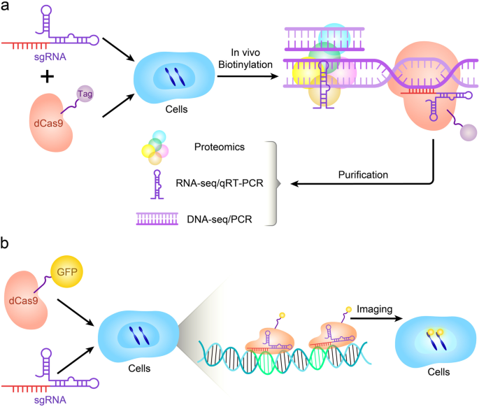 crispr gene editing research paper figure 6