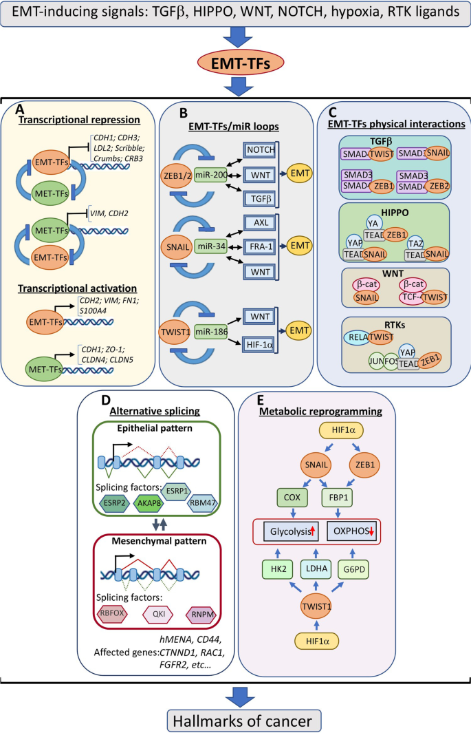 Fra-1/AP-1 induces EMT in mammary epithelial cells by modulating Zeb1/2 and  TGFβ expression