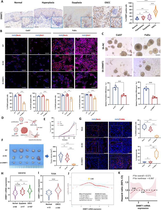 essay on dna replication figure 1