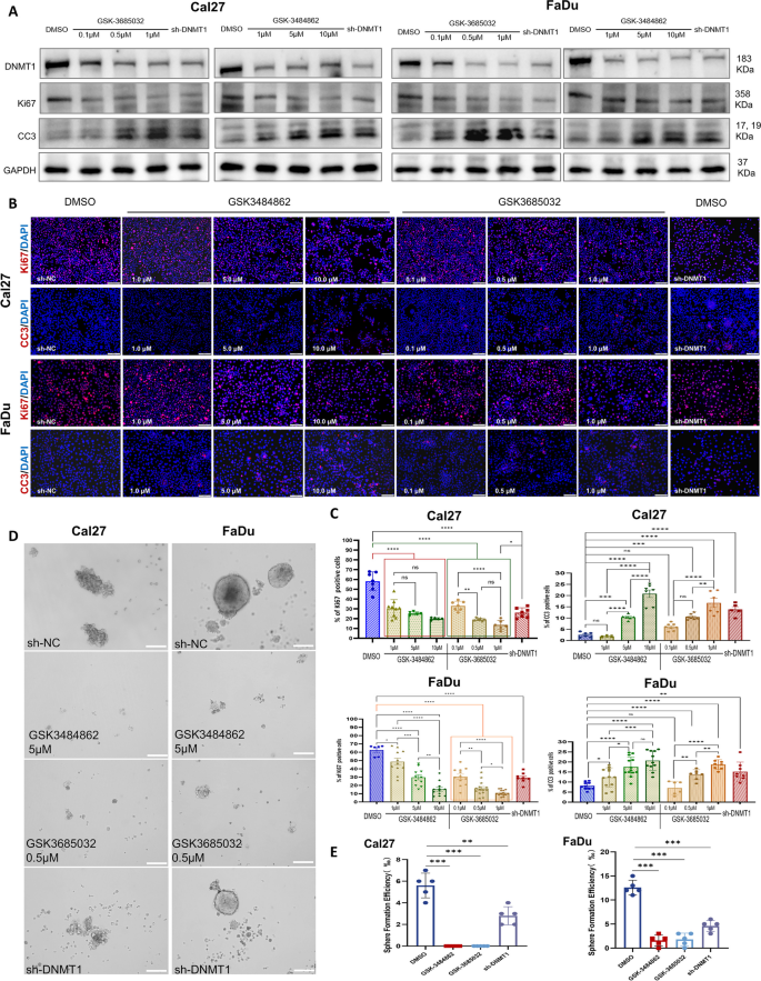 essay on dna replication figure 2