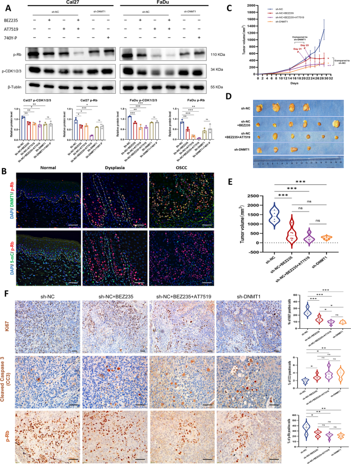 essay on dna replication figure 6