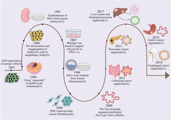 cerebrolysin vs dihexa Cerebrolysin for Brain Repair