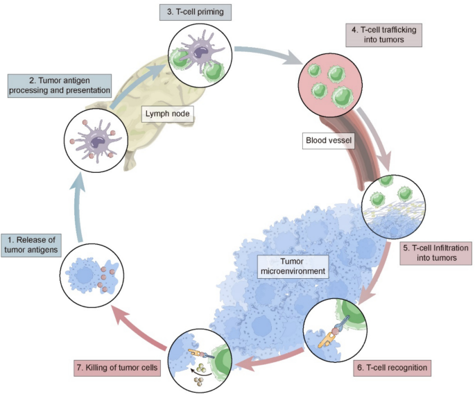 Turning cold tumors into hot tumors to ignite immunotherapy | Molecular ...