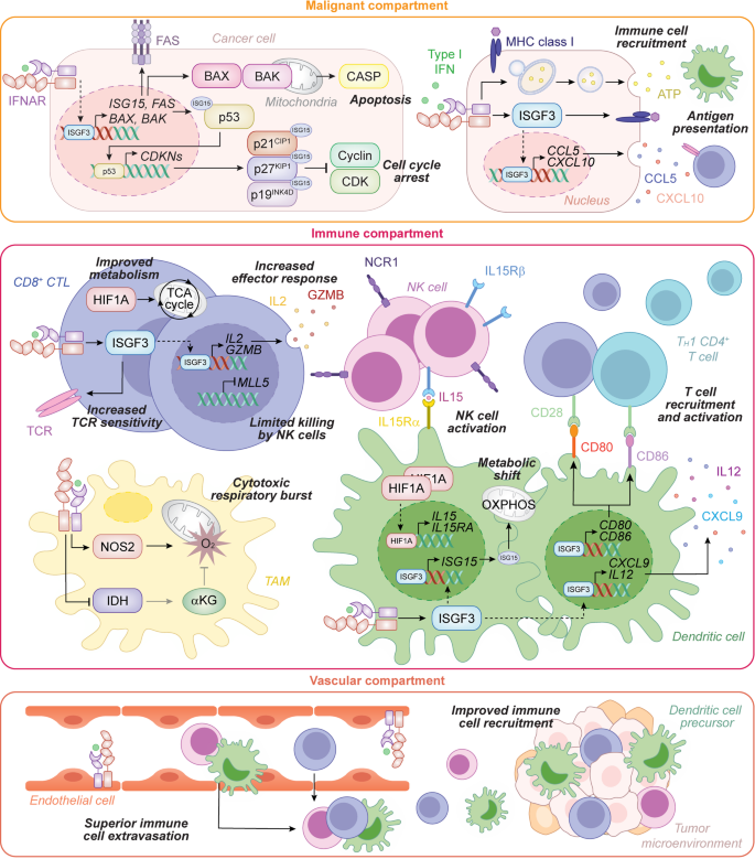 Context-dependent impact of type I interferon signaling in cancer ...