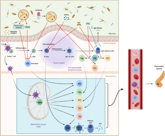 Gut microbiota reshaping the pancreatic cancer immune microenvironment ...