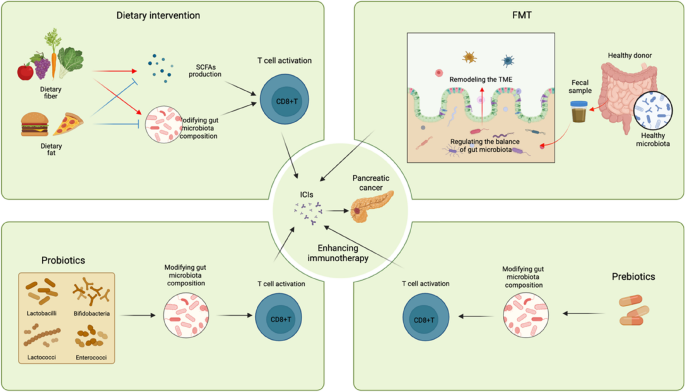 Gut microbiota reshaping the pancreatic cancer immune microenvironment ...