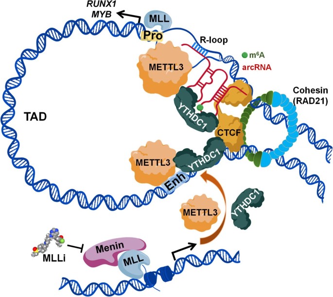 The METTL3-YTHDC1 axis mediates architectural RNA m6A modification to ...